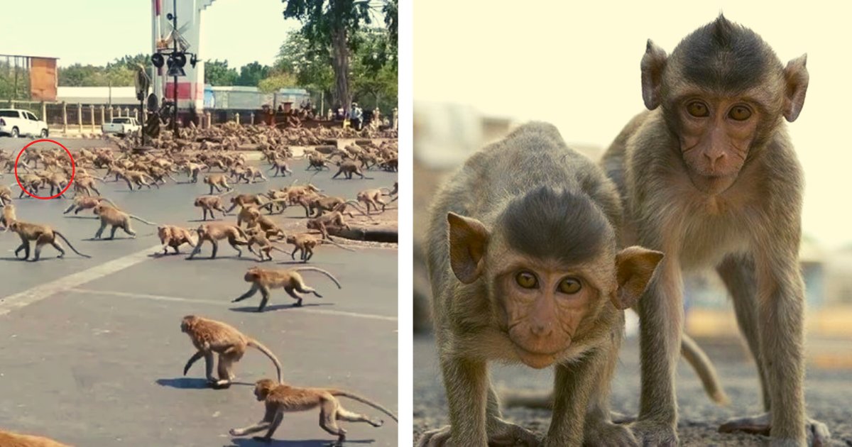 diseno sin titulo 69.png?resize=1200,630 - VIDEO: ¡Monos Violentos "Saquean" Las Calles De La Ciudad Para Conseguir Alimento!
