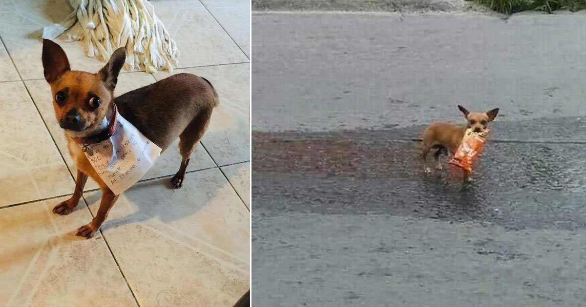 dog cheetos owner amid coronavirus isolation lockdown.jpg?resize=412,275 - Dog Goes Out To Bring A Packet Of Cheetos For His Owner Who Is In Quarantine