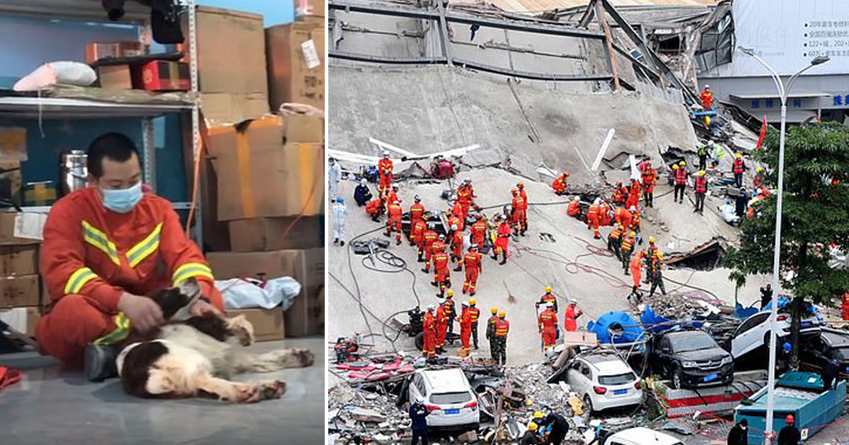 dog saved six people quarantine hotel china.jpg?resize=412,275 - Six-year-old Rescue Dog Saved Six People Trapped In A Collapsed Quarantine Hotel In China