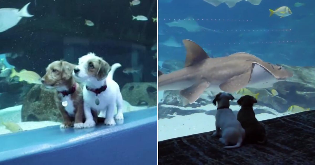 doggoes.png?resize=1200,630 - Two Puppies Roamed Around An Empty Georgia Aquarium While It Was Closed To The Public