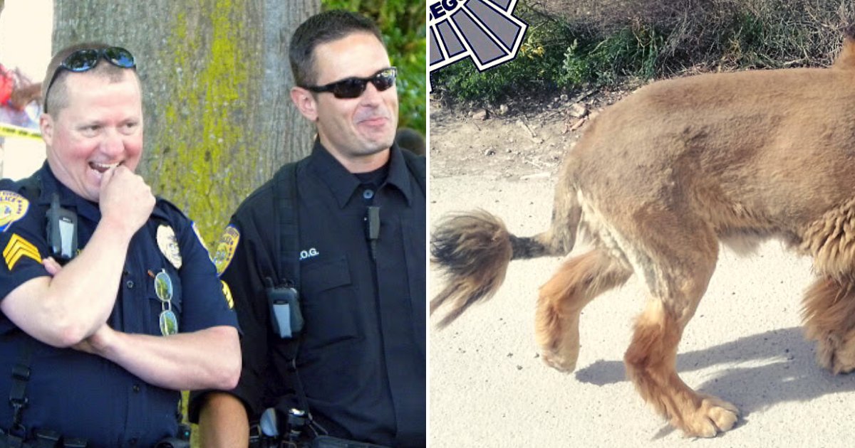 doggy3.png?resize=412,275 - Police Received Numerous Reports Of A Loose Lion, Found Out It Was Just An Oddly-Shaven Dog
