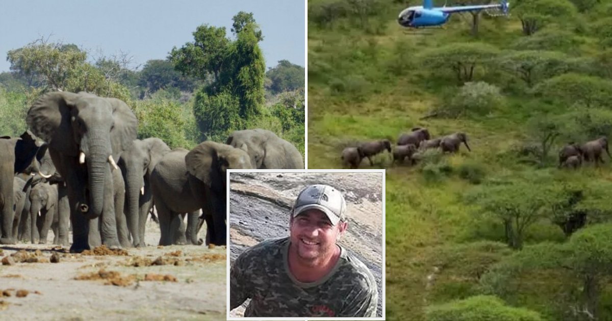 elephants6.png?resize=412,275 - More Than 30 Elephants Are Facing Slaughter After A 45-Year-Old Conservationist Passed Away