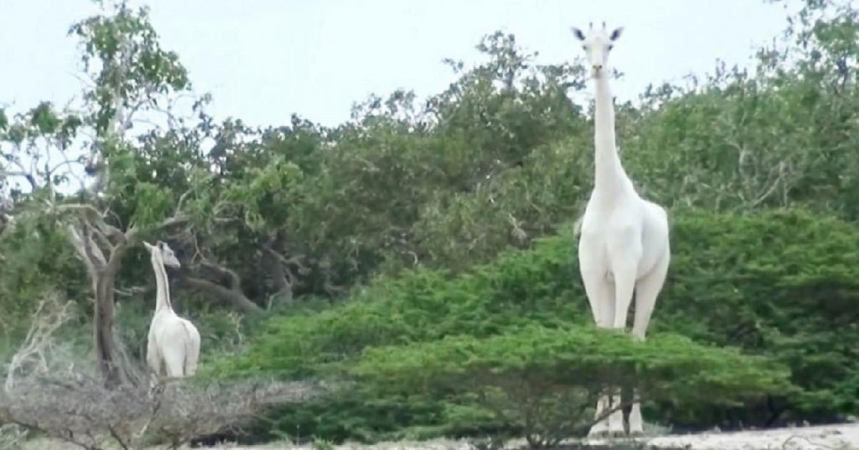 girafe.jpg?resize=412,275 - Alerte Info: Au Kenya, la seule girafe blanche et son petit ont été tués par des braconniers