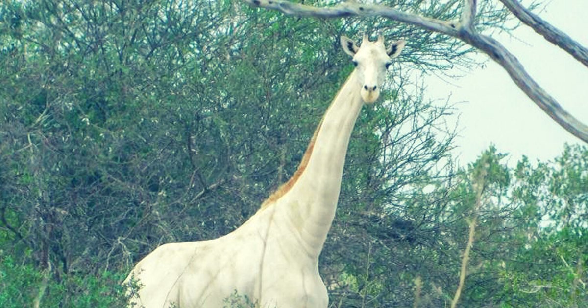 giraffe6.png?resize=412,275 - Rare White Giraffes Were Attacked By Poachers At Wildlife Sanctuary, Now There’s Only ONE Left In The World