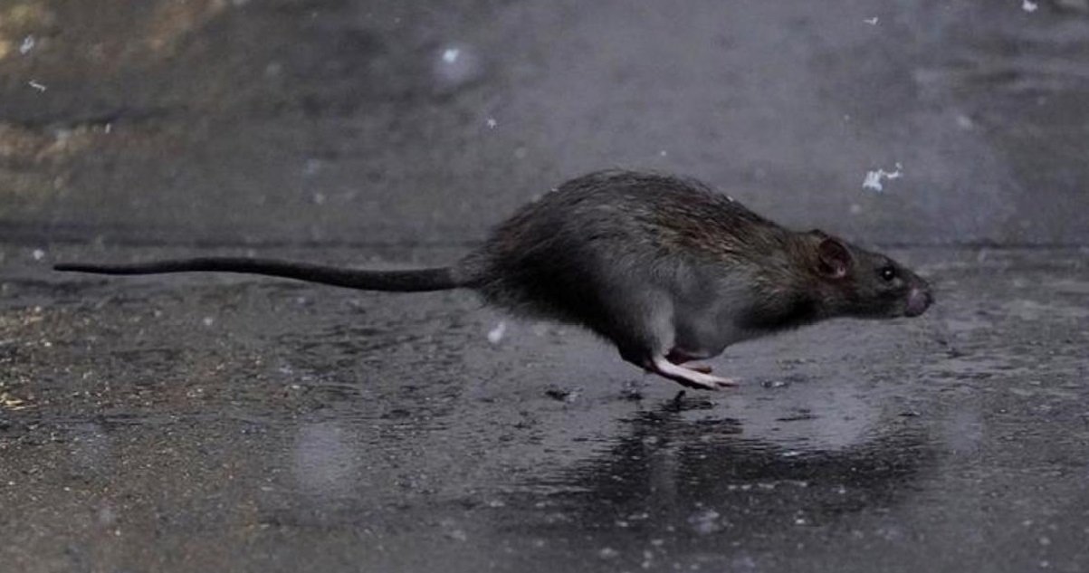 hantavirus.jpeg?resize=412,275 - Alerte Info: En Chine, un homme est mort du Hantavirus...