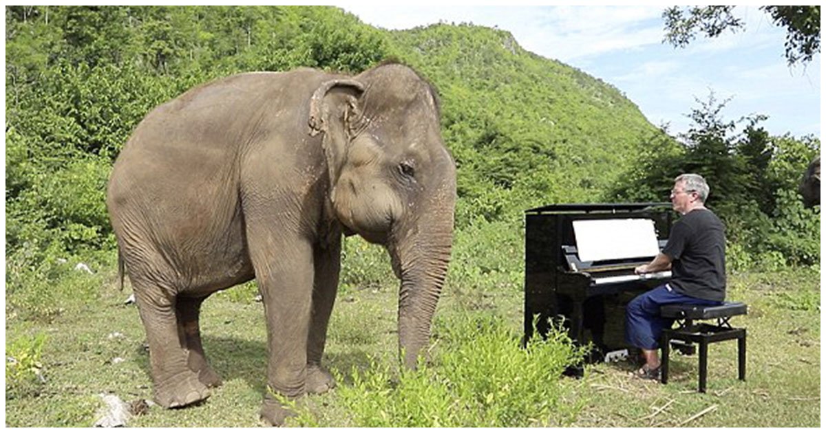 header 27.jpg?resize=1200,630 - VIDEO: Pianista Britanico Hace Bailar A Un Elefante