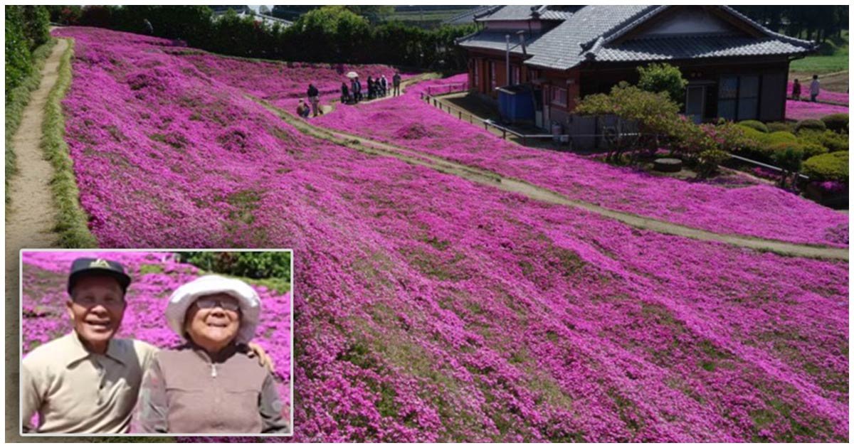 header garden.jpg?resize=412,275 - Hombre Sembró Más De 7.000 Flores Para Sorprender A Su Esposa