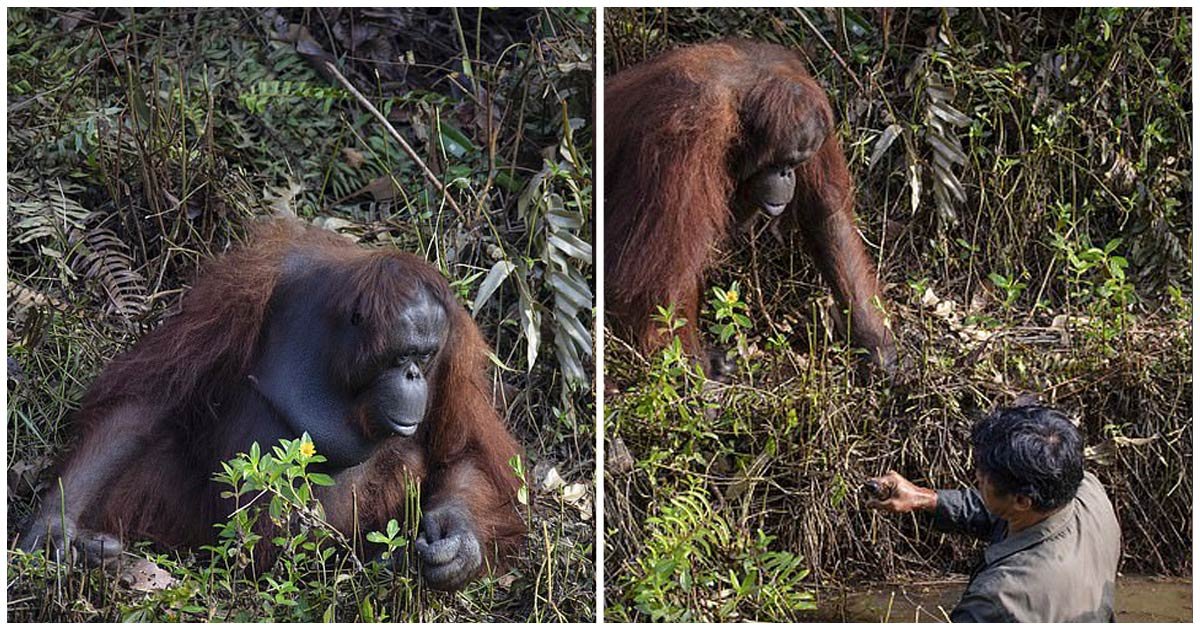 header oranguntan.jpg?resize=1200,630 - Orangután Ofrece "Una Mano" A Hombre Que Estaba En Un Río Lleno De Serpientes