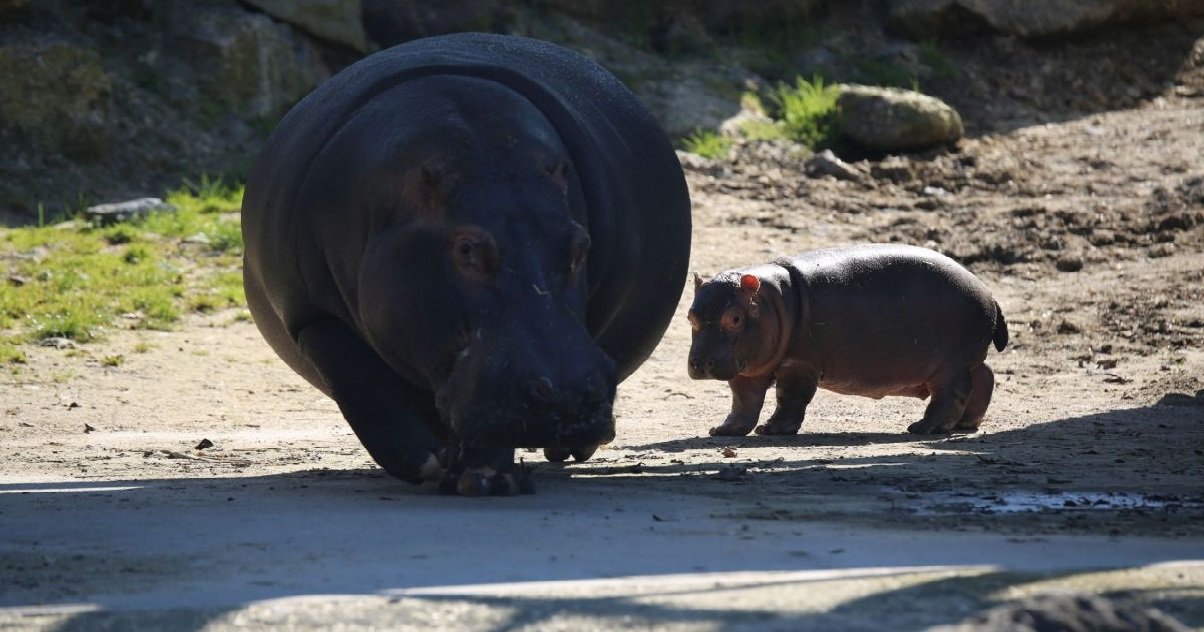 hippo 1.jpg?resize=1200,630 - Carnet Rose: pendant ce temps, en Belgique, un bébé hippopotame est né