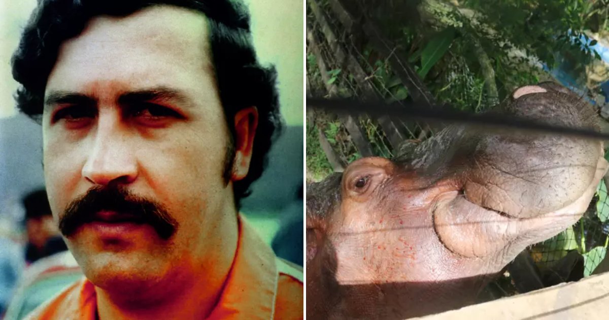 hippo6.png?resize=1200,630 - Pablo Escobar's Pet Hippos Could Save Species From Extinction