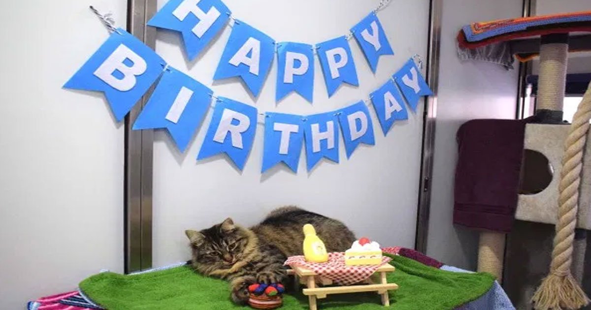 lonely cat monique looking for a forever home as no one showed up to her birthday party.jpg?resize=412,275 - Cat Monique Looking For A Forever Home As No One Showed Up To Her Birthday Party