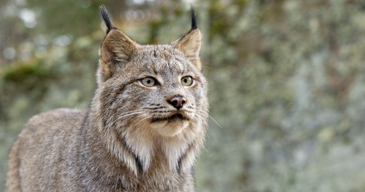 lynx.jpg?resize=412,275 - Une récompense de 2.000 euros sera offerte à la personne qui permettra de retrouver le braconnier du lynx