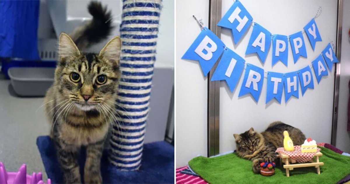 monique6.png?resize=412,275 - Cat Feels Unloved And Lonely After Nobody Turned Up To Her Birthday Party