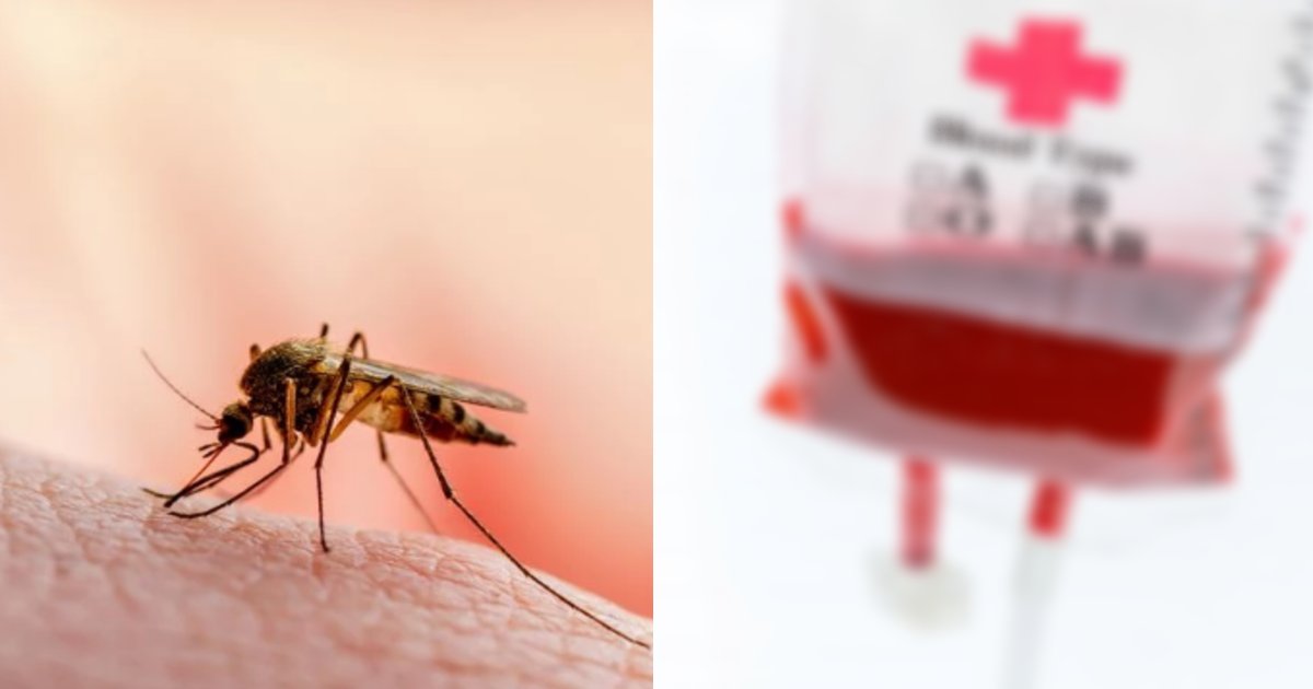 mosuki to.png?resize=1200,630 - 新型コロナウイルスは血液からも感染する？「蚊に刺されたらコロナに伝染する説」の真相はいかに？