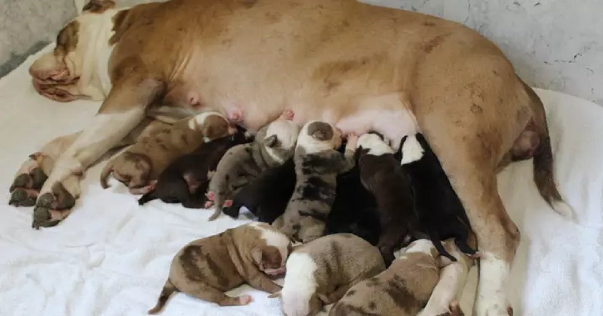 p3 10.jpg?resize=1200,630 - Owner Stunned As Her Bulldog Gave Birth To An Astounding Twenty Puppies