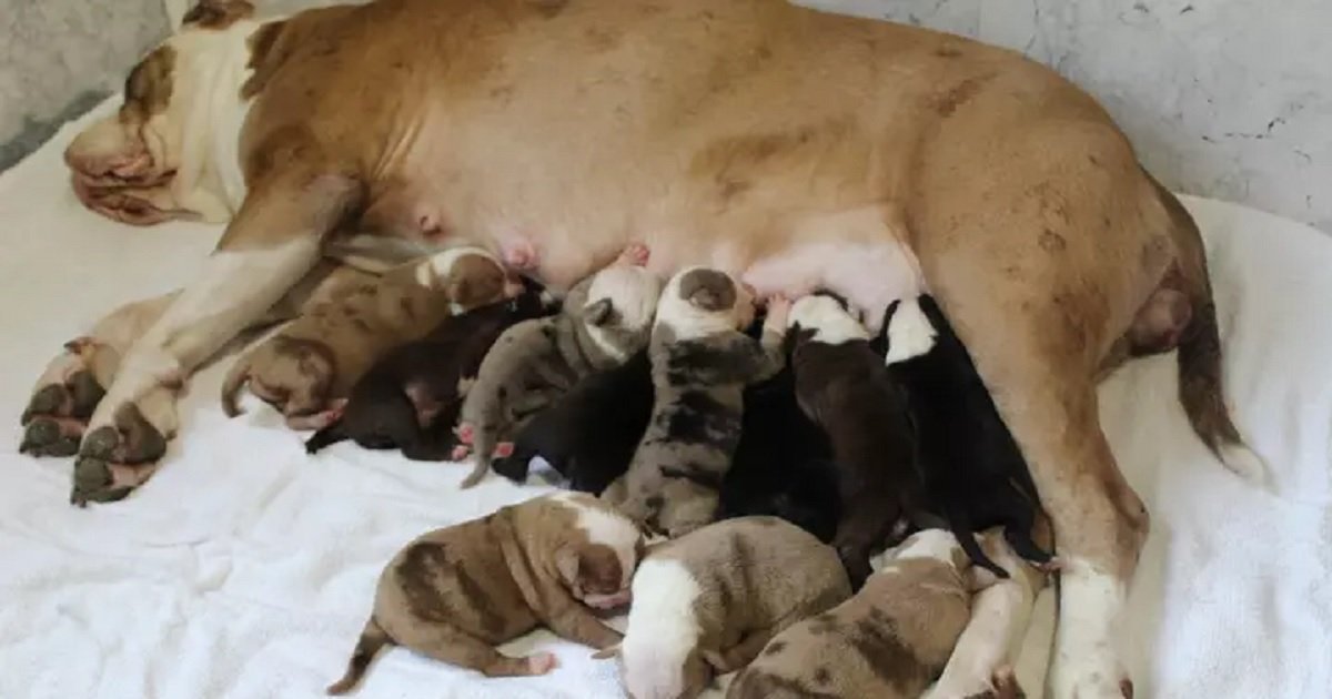 p3 10.jpg?resize=412,275 - Owner Stunned As Her Bulldog Gave Birth To An Astounding Twenty Puppies