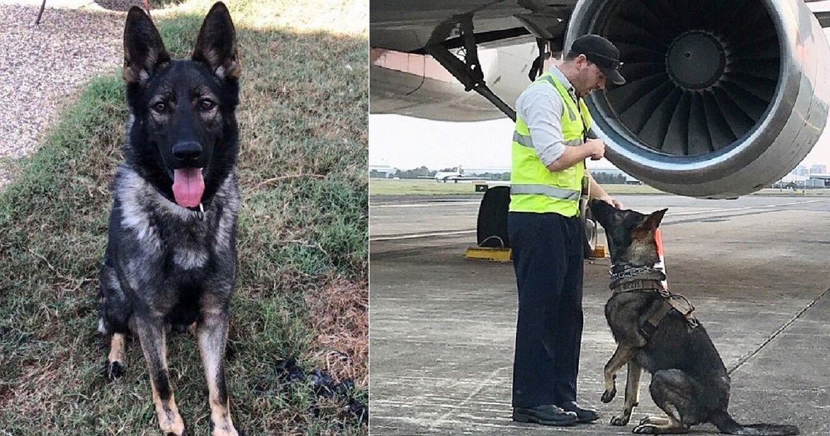 p3 3.jpg?resize=1200,630 - Adorable Police Dog Fired "For Being Too Soft" Found A New Job, Shooing Birds From Planes