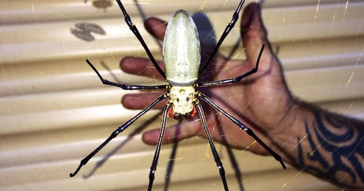 patrik berg.jpg?resize=412,275 - Un homme a découvert une araignée géante juste devant la porte de son garage