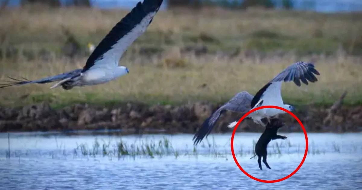 pig5.png?resize=1200,630 - Photographer Captured Astonishing Moment An Eagle Flies Off With An Unfortunate Pig