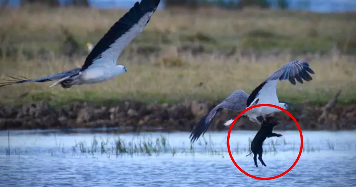 pig5.png?resize=412,275 - Photographer Captured Astonishing Moment An Eagle Flies Off With An Unfortunate Pig