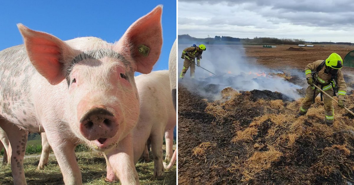 piggy.png?resize=412,275 - Free-Range Pig Started Huge Farm Fire With Its Own ‘Spicy’ Poo