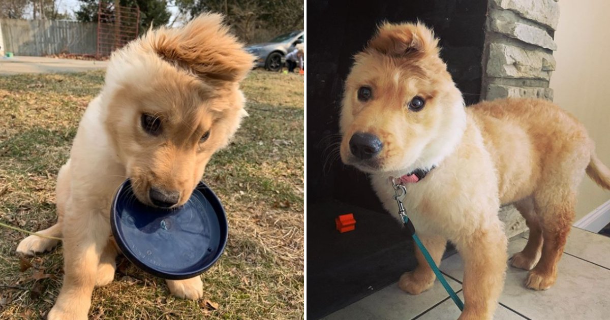 rae4.png?resize=412,275 - Golden Unicorn Puppy With One Ear In The Middle Of Her Head Is Winning Millions Of Hearts