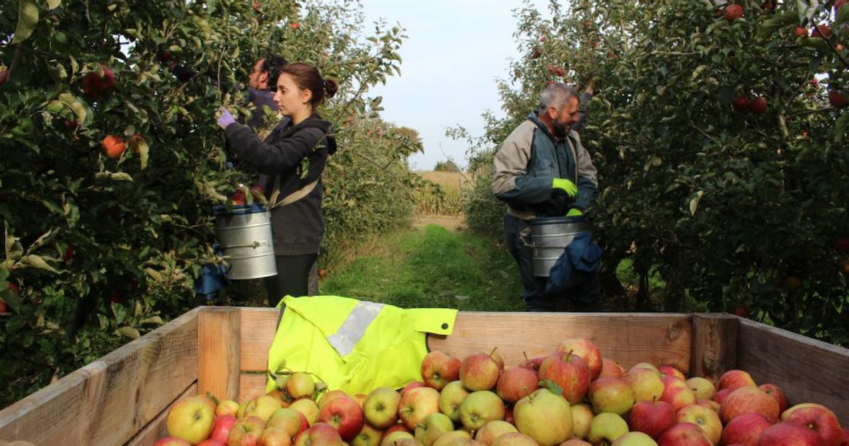 recolte de pommes.png?resize=1200,630 - Les volontaires qui viennent en aide aux agriculteurs pourront cumuler le chômage partiel et le revenu tiré de cet autre travail