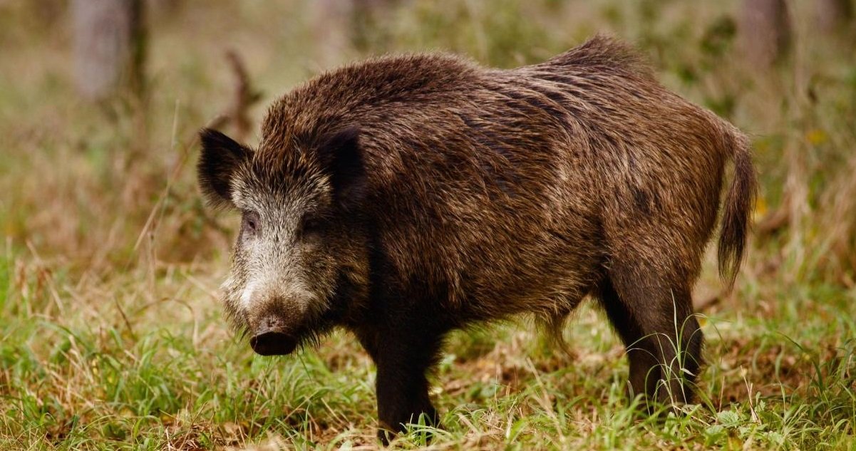 sanglier.jpg?resize=412,232 - Scandaleux: Les chasseurs vont bientôt pouvoir traquer et tuer des sangliers pendant 10 mois par an