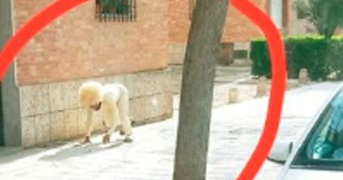 talaverano78 twitter 1 e1585319492360.jpg?resize=1200,630 - Sortir malgré le confinement : En Espagne, un homme se déguise en chien