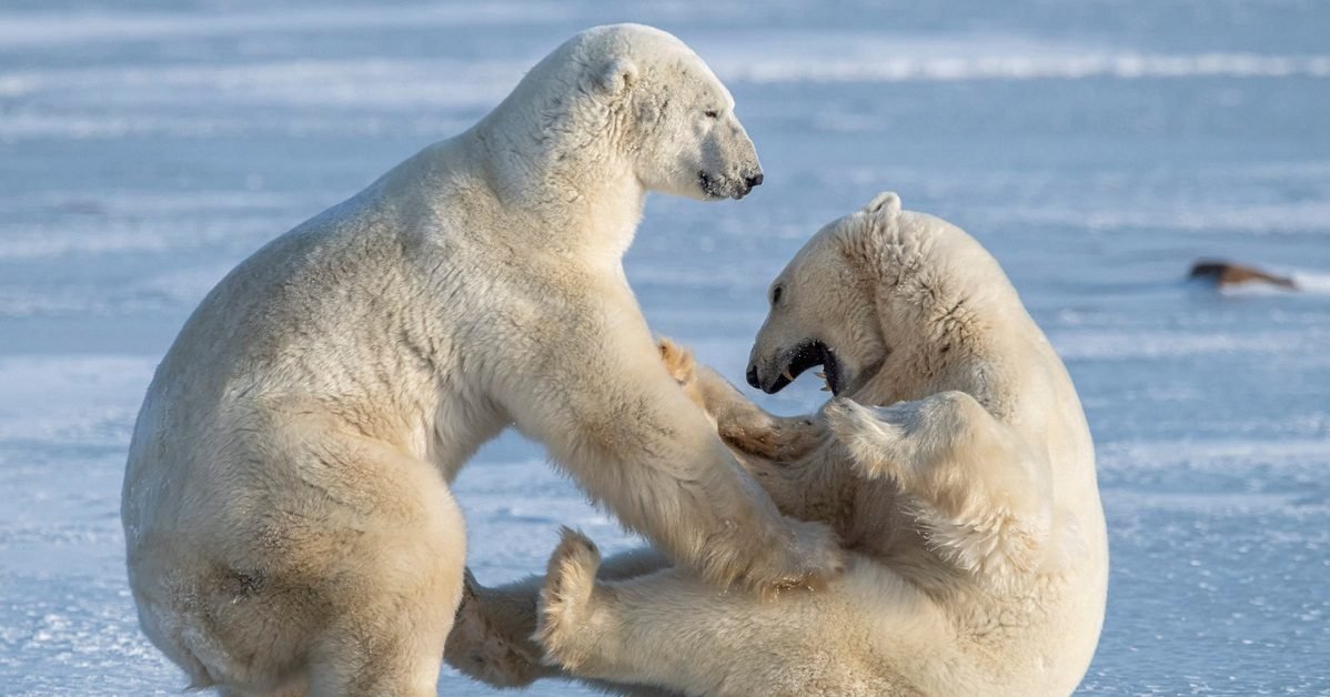 the sun1 e1583155596263.jpg?resize=1200,630 - Russie : Faute de nourriture, les ours polaires sont en train de s'entre-dévorer