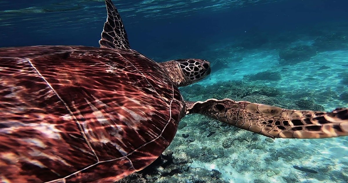 tortues.jpg?resize=412,275 - Nature: des centaines de tortues en voie de disparition sont nées au Brésil !