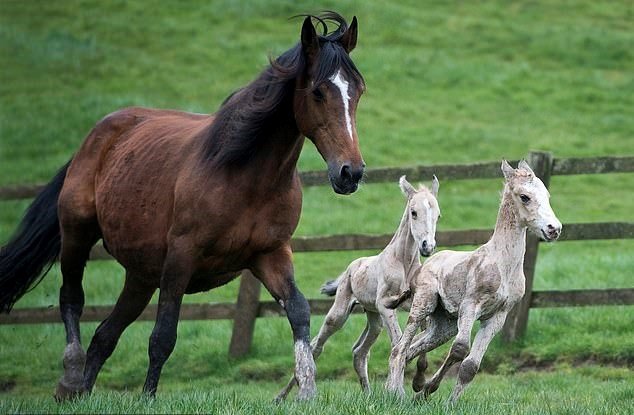 Horse Defied One Million To 1 Odds After Giving Birth To Two Sets Of