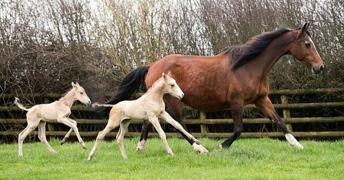 twins6.png?resize=1200,630 - Horse Defied One Million To 1 Odds After Giving Birth To Two Sets Of Identical Twin Foals