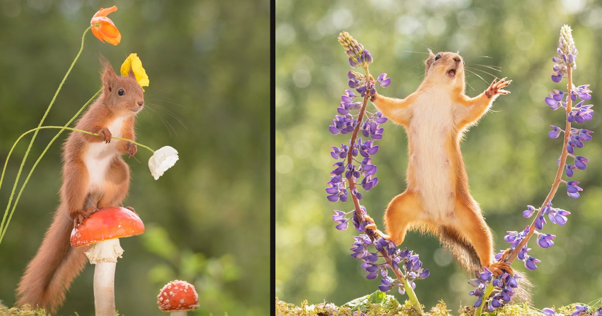 untitled 1 17.jpg?resize=1200,630 - A Photographer Captured The Most Amazing Pictures Of Squirrels By Following Them Around For Six Years
