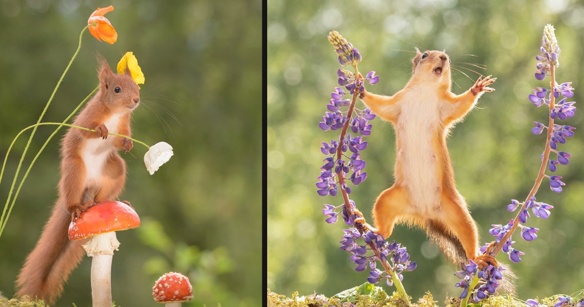 untitled 1 17.jpg?resize=412,275 - A Photographer Captured The Most Amazing Pictures Of Squirrels By Following Them Around For Six Years