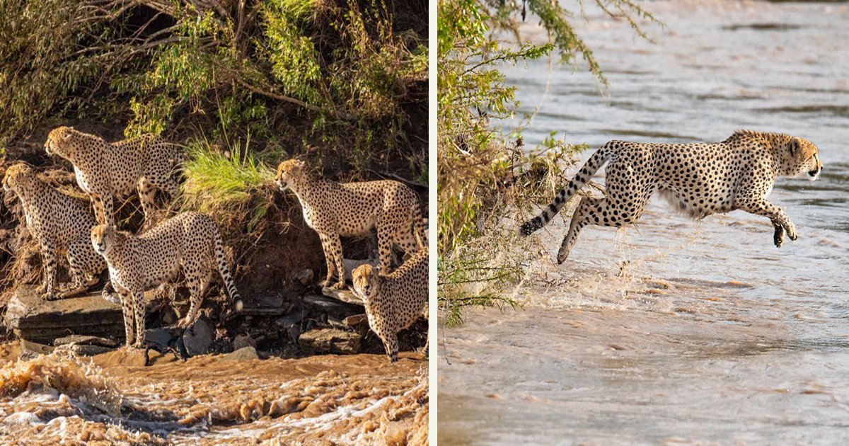 untitled 1 36.jpg?resize=1200,630 - Travelers Captured Five Cheetahs Crossing A River Full Of Crocodiles