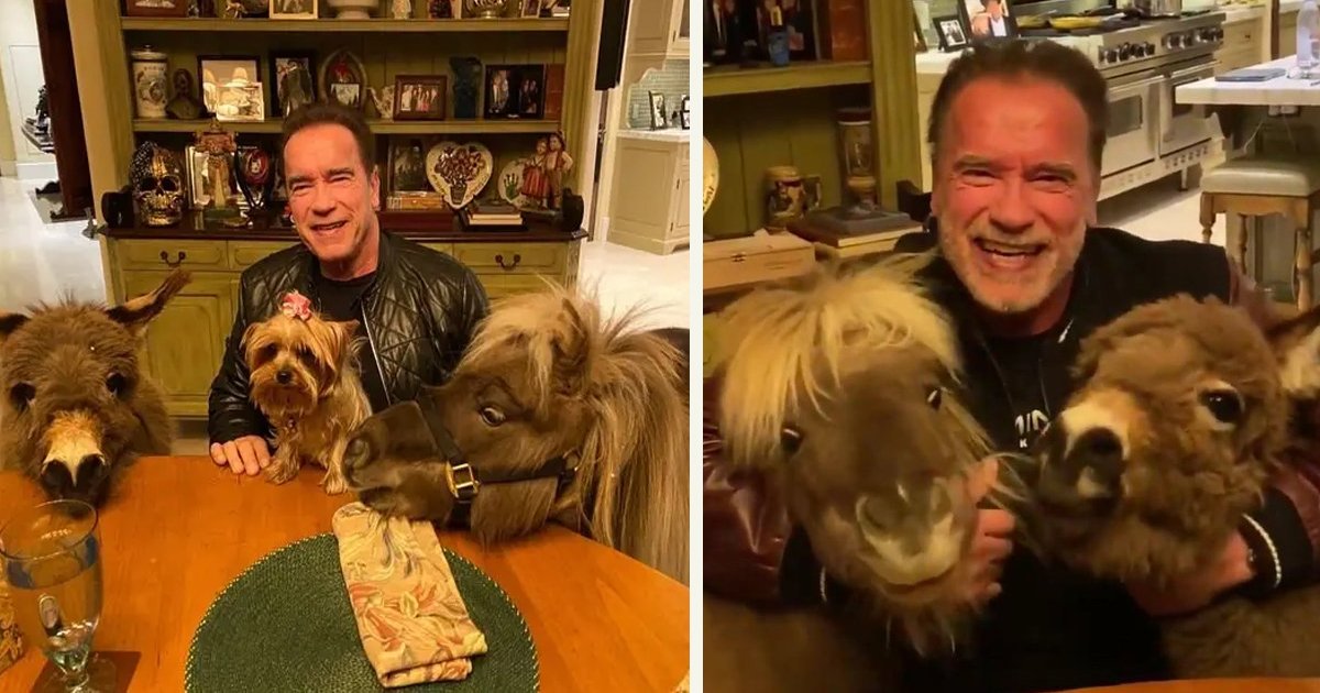 untitled 1 64.jpg?resize=412,275 - Arnold Schwarzenegger Shared An Incredible PSA With His Mini Donkey And Mini Horse