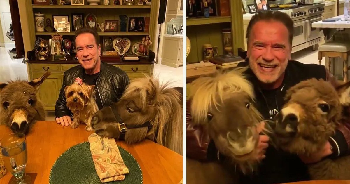 untitled 1 64.jpg?resize=412,232 - Arnold Schwarzenegger Shared An Incredible PSA With His Mini Donkey And Mini Horse