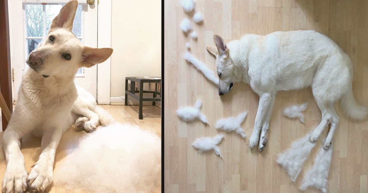 untitled 1 9.jpg?resize=412,232 - This Woman Makes Her Dog’s Shedding Fun By Turning It Into Art