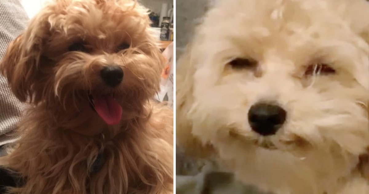 untitled design 1 2.png?resize=412,275 - Dog With A Beautiful Smile Gets Famous On Social Media