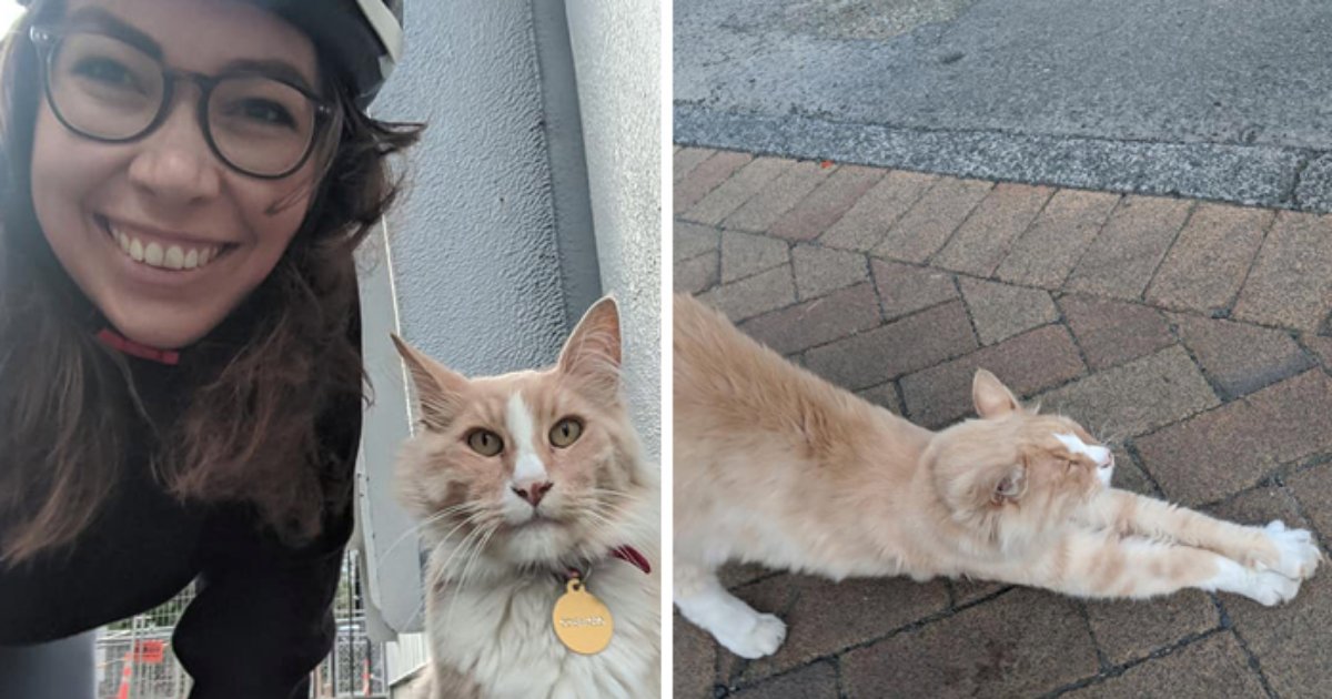 untitled design 1.png?resize=412,232 - A Facebook Group of Over 30K Members In New Zealand Post Pictures Of A Local Cat Whenever They See Him 