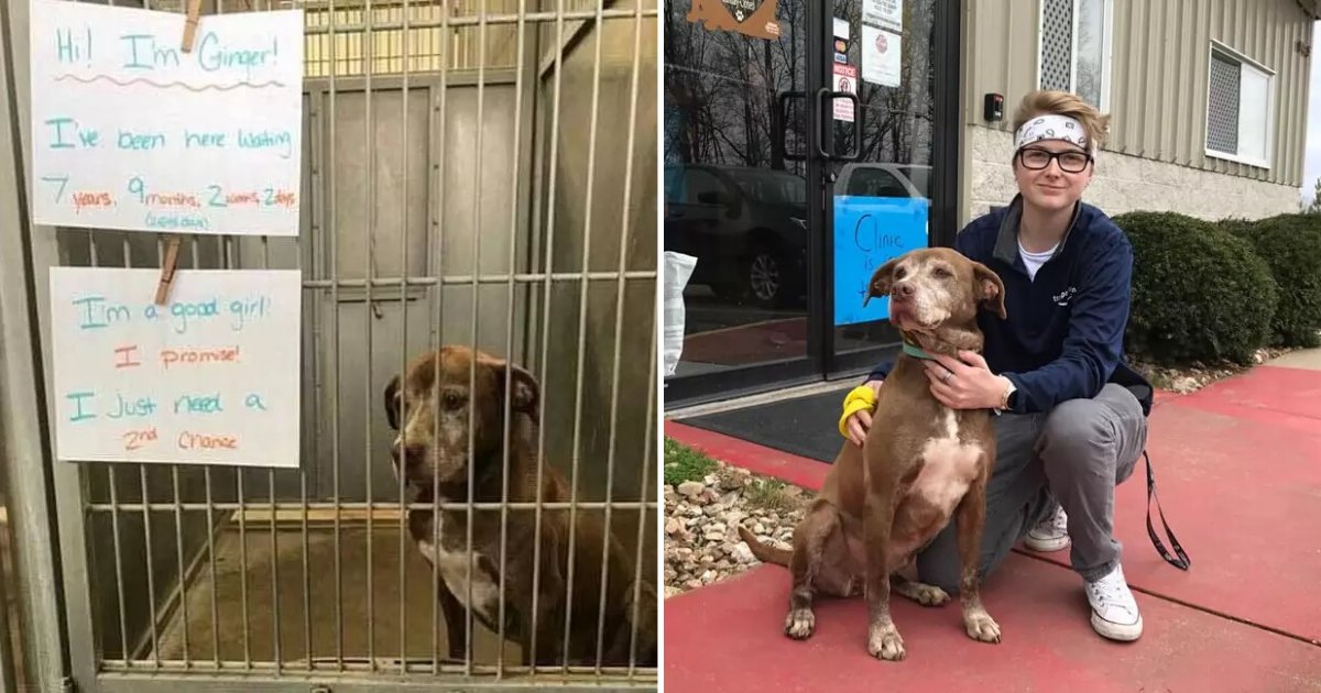 untitled design 17 1.png?resize=412,275 - Shelter Dog Finally Adopted After Seven Years Of Waiting For A Forever Home