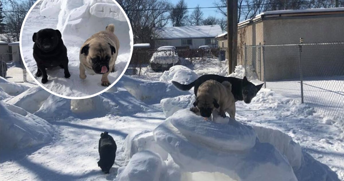 untitled design 21 1.png?resize=412,275 - Man Built A Winter Park For His Dogs During The Cold Season