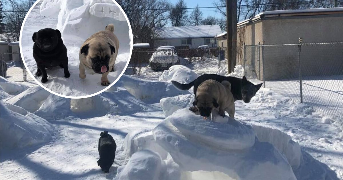 untitled design 21 1.png?resize=412,232 - Man Built A Winter Park For His Dogs During The Cold Season