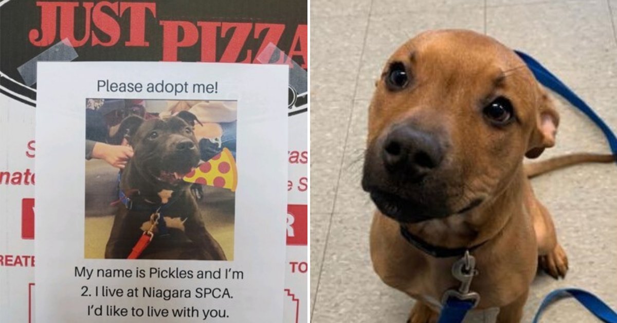 untitled design 23.png?resize=1200,630 - Pizza Shop Placing Pictures Of Shelter Dogs On Pizza Boxes To Encourage People To Adopt Them