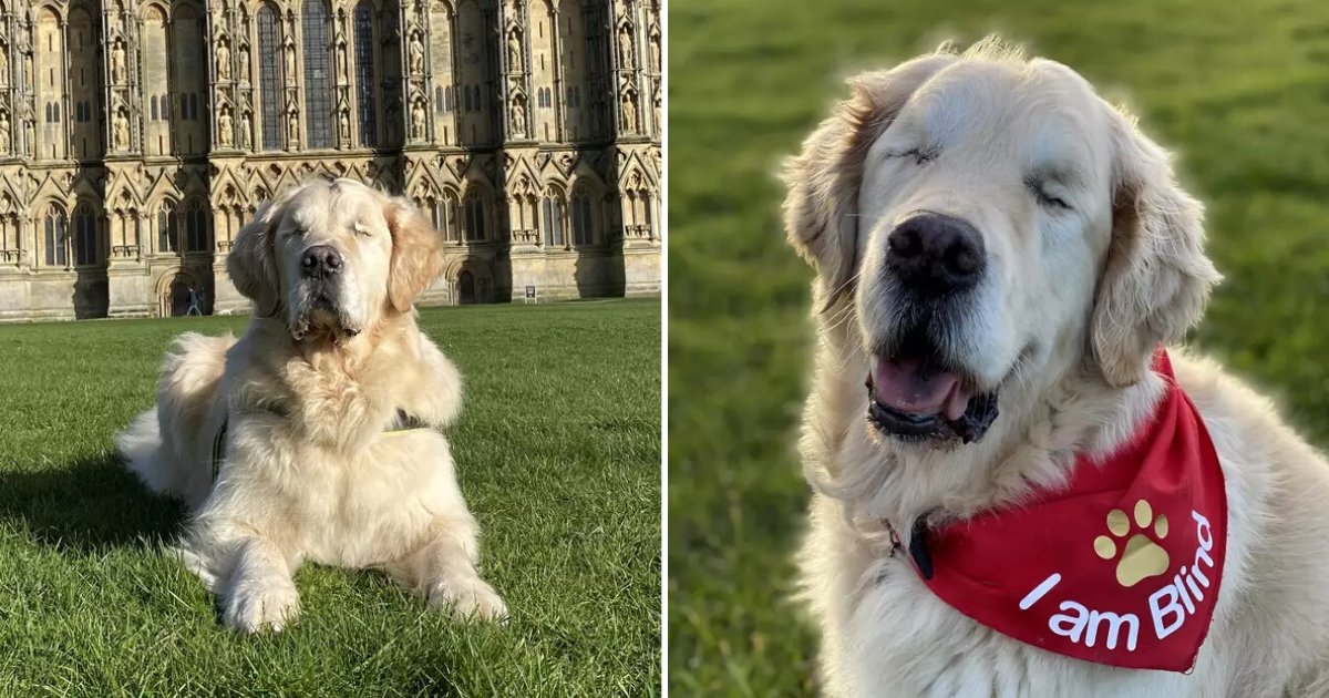 untitled design 38 1.png?resize=412,275 - Blind Dog Mistaken For A Service Animal Has A 'Guide Human' Of His Own