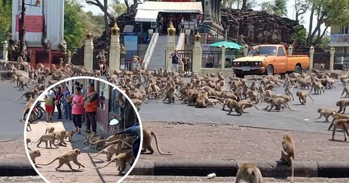untitled design 5.png?resize=412,275 - Swarms Of Hungry Monkeys Have Taken Over The City Due To Lack Of Treats