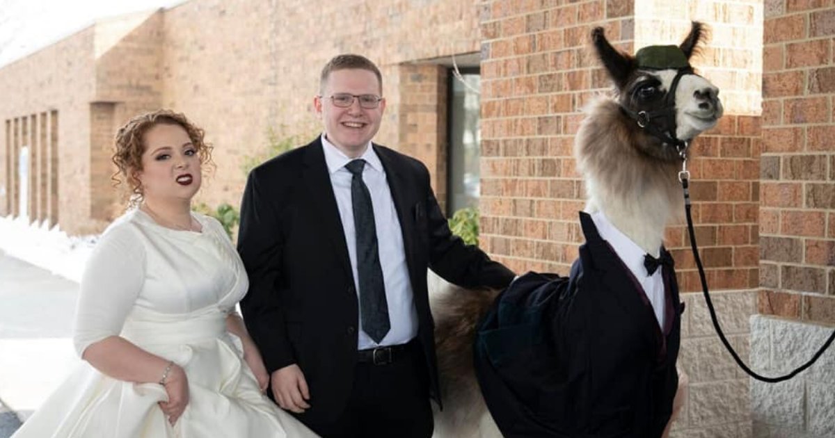 untitled design 54.png?resize=1200,630 - Man Pranked His Sister By Bringing A Fancy Llama To Her Wedding