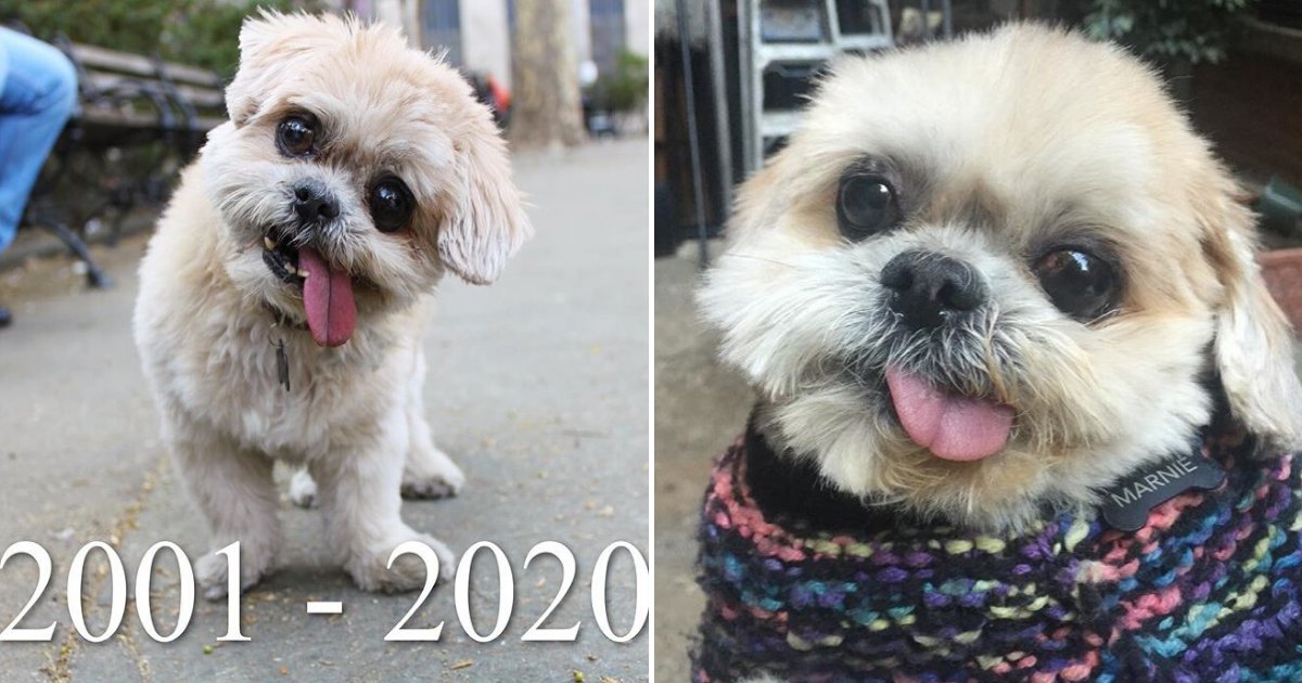 untitled design 73.png?resize=1200,630 - Marnie The Adorable Dog Died At The Age Of 18 After Amassing Millions Of Followers