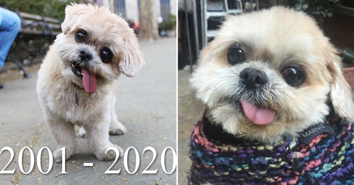 untitled design 73.png?resize=412,275 - Marnie The Adorable Dog Died At The Age Of 18 After Amassing Millions Of Followers